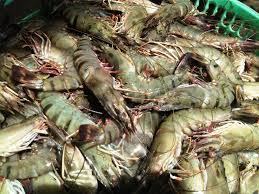 Udang Windu